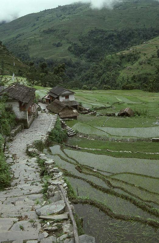 WT 191-21 Nepal 2000 ft of Stairs.jpg